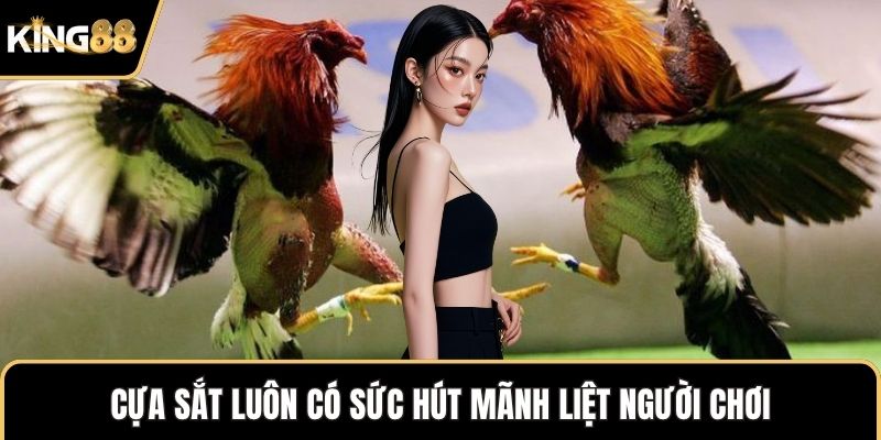 Cựa sắt luôn có sức hút mãnh liệt người chơi