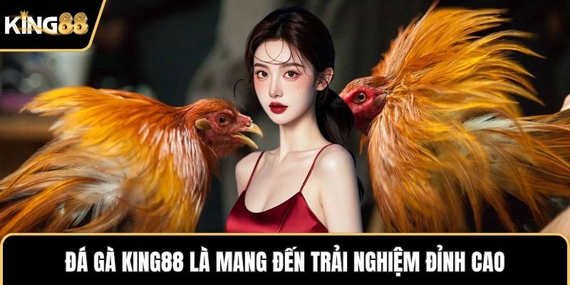 Đá gà KING88 là mang đến trải nghiệm đỉnh cao