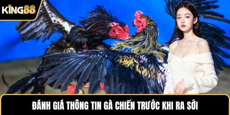 Đánh giá thông tin gà chiến trước khi ra sới