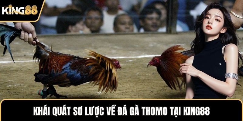 Khái quát sơ lược về đá gà Thomo tại KING88