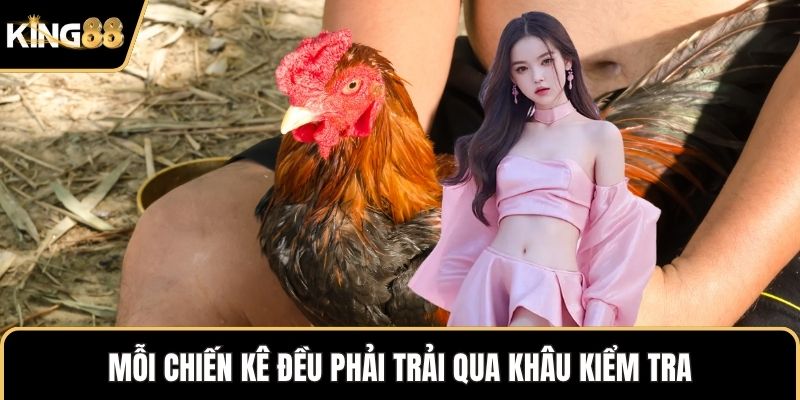 Mỗi chiến kê đều phải trải qua khâu kiểm tra